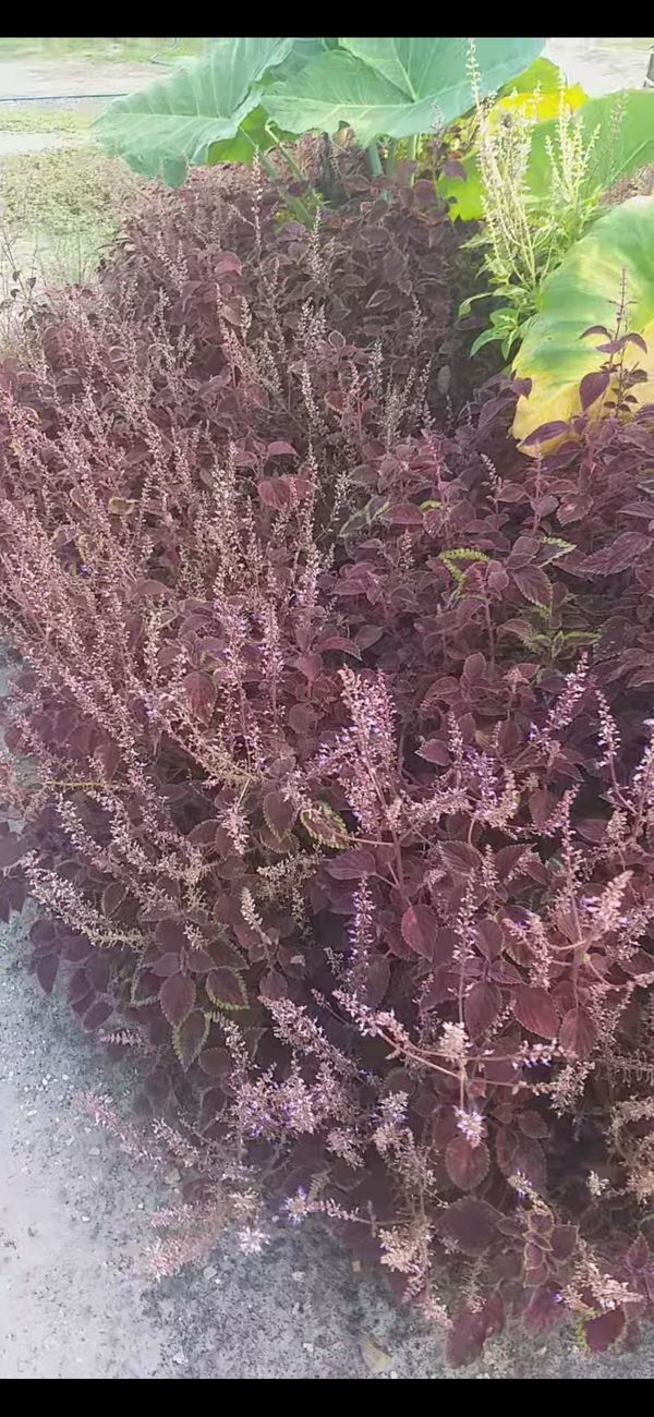 Identificação da planta Coração-magoado por foto